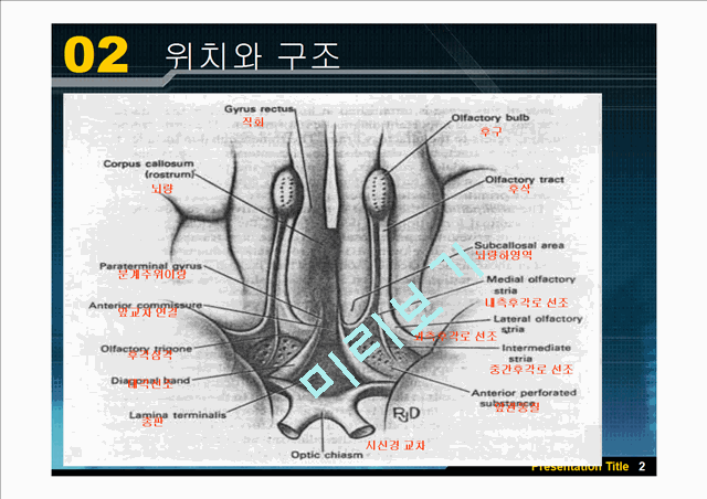 [의학][뇌신경] 후신경[Olfactory Nerve]에 관해   (4 )